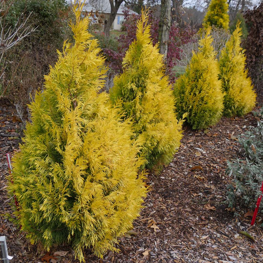 zimmerpflanze stamm XXL Gummibaum Stamm kaufen – Green Me Up main image 1