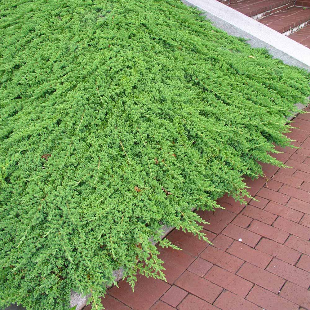Dwarf Japanese Garden Juniper | DAlessandros Nursery & Garden Center