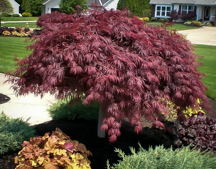 Maple Threads Japanese Maple Thread Leaf Tamukeyama | D'Alessandro's Nursery & Garden ...