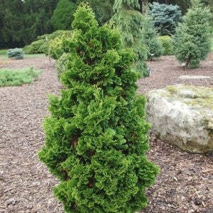 Zmatlik Arborvitae | D'Alessandro's Nursery & Garden Center